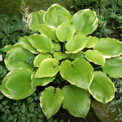 Hosta 'Winter Snow'